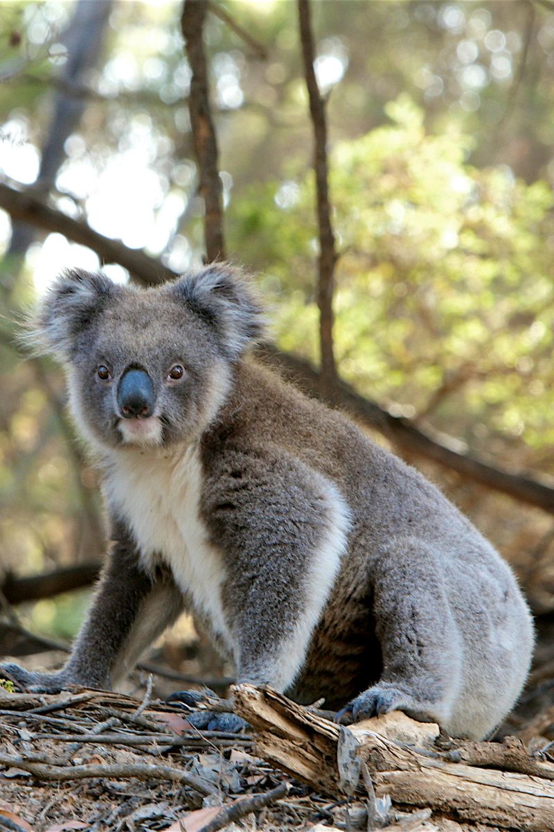 Magnetic island koalas encampervan