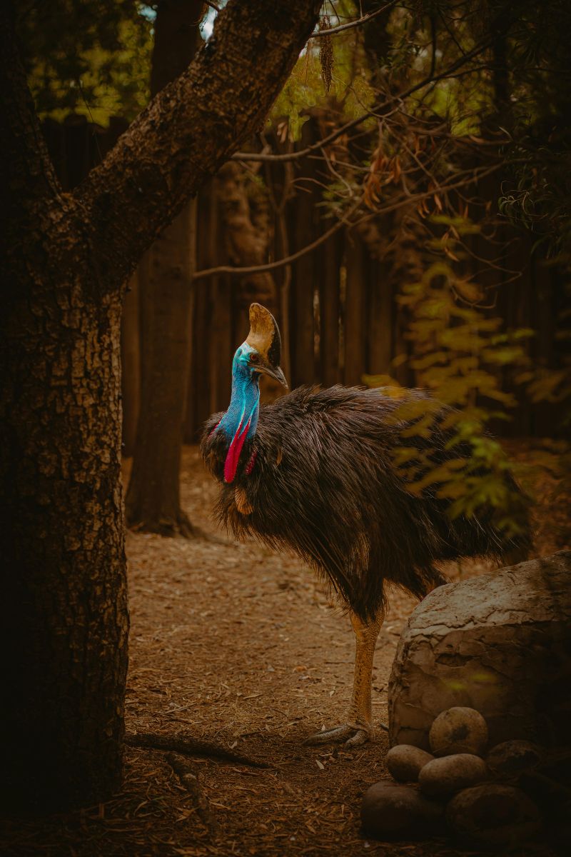 cassowary encampervan